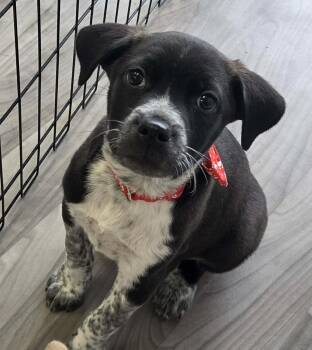 Australian Cattle Dog Blue Heeler and Terrier Dogs Available for Adoption - Apollo The Heeler Mix Puppy | PetCurious