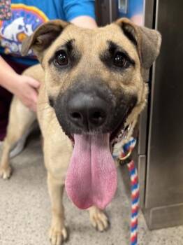 Quinn -  Black Mouth Cur and Mixed Breed Dog for Adoption in Fishers, Indiana - Quinn | PetCurious