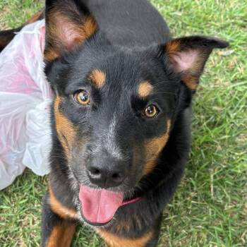 Australian Shepherd Dogs Available for Adoption in Redmond, Washington - Jewels Needs A Foster Home! | PetCurious