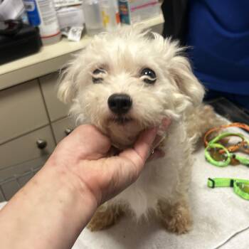 Rescue Maltese Dogs for Adoption - Eli-HELP! | PetCurious