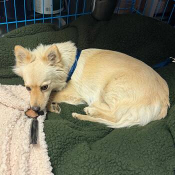 Mixed Breed Dogs Available for Adoption - Blondie | PetCurious