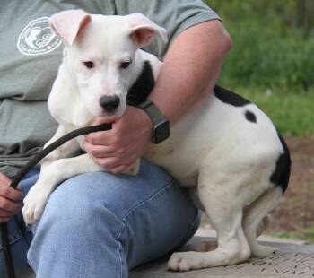Terrier Dogs Available for Adoption in Marietta, Ohio - Doc (Photos 5/2/2026) | PetCurious