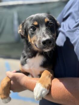 Mordecai -  Shepherd Dog for Adoption in Frazier Park, California - Mordecai | PetCurious