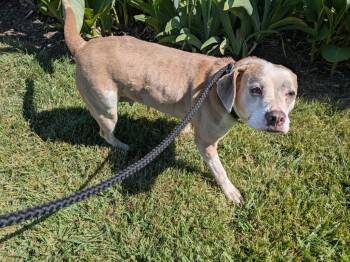 Terrier and Mixed Breed Dogs Available for Adoption in Blountville, Tennessee - Daisy | PetCurious