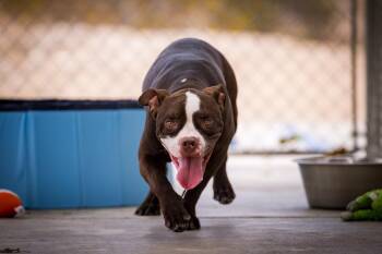 Ribbit -  Pit Bull Terrier and American Bulldog Dog for Adoption in Twentynine Palms, California - Ribbit | PetCurious