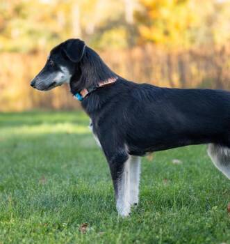 Doc -  Schnauzer Dog for Adoption in Stratham, New Hampshire - Doc | PetCurious