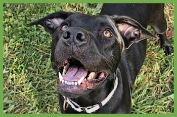 Boxer and Pit Bull Terrier Dogs Available for Adoption in Amherst, Massachusetts - Tula Baloola | PetCurious