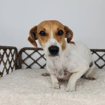 Painted Lady -  Jack Russell Terrier Dog for Adoption in Fort Wayne, Indiana - Painted Lady | PetCurious