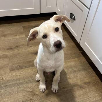 Briggs -  Mixed Breed Dog for Adoption in Brownsboro, Alabama - Briggs | PetCurious