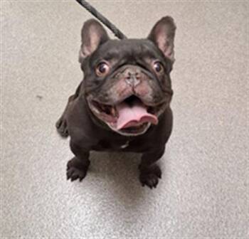 KODAK -  French Bulldog Dog for Adoption in Las Vegas, Nevada - KODAK | PetCurious