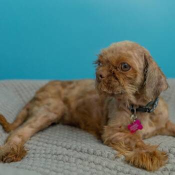 Bubbles -  Shih Tzu Dog Available for Adoption in San Antonio, Texas - Bubbles | PetCurious