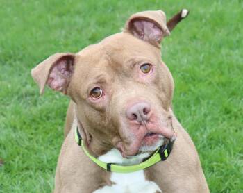 Pit Bull Terrier Dogs Available for Adoption in Euclid, Ohio - Malcolm | PetCurious