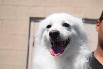 Coconut -  Spaniel and Pomeranian Dog for Adoption in Pahrump, Nevada - Coconut | PetCurious