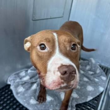 Rescue Pit Bull Terrier Dogs for Adoption in Bristol, Indiana - Nellie | PetCurious