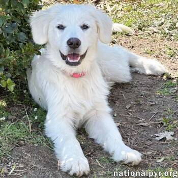 Great Pyrenees Dogs Available for Adoption in Beacon, New York - Poppy In CT - Loves To Be Held & Snuggled! | PetCurious