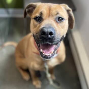 Eli -  Mixed Breed Dog for Adoption in Janesville, Wisconsin - Eli | PetCurious