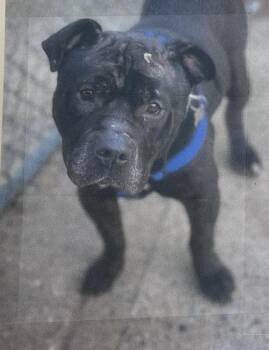 Gucci Freeport -  Pit Bull Terrier Dog for Adoption in Westbury, New York - Gucci Freeport | PetCurious