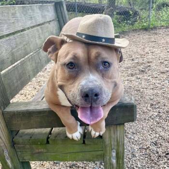 Rescue Pit Bull Terrier Dogs for Adoption in Newark, New Jersey - Sugar | PetCurious