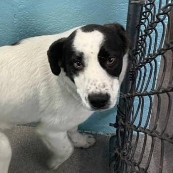 Australian Cattle Dog Blue Heeler Dogs Available for Adoption in Flagstaff, Arizona - Freckles | PetCurious