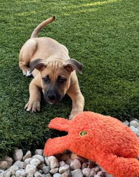 Roscoe -  Labrador Retriever Dog for Adoption in San Antonio, Texas - Roscoe | PetCurious