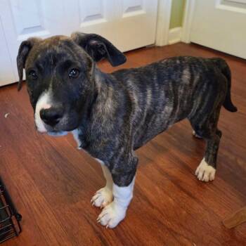 Pit Bull Terrier Dogs Available for Adoption - 219 (2026) Tank | PetCurious