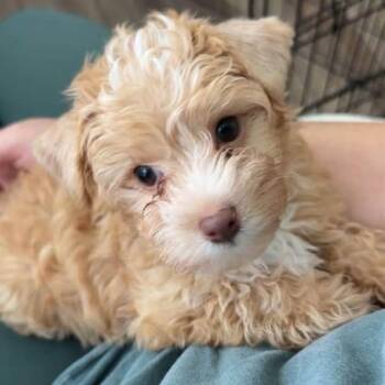 Mango Tango Miller -  Poodle Dog for Adoption in Plano, Texas - Mango Tango Miller | PetCurious