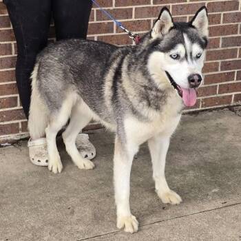 Lobo -  Siberian Husky Dog for Adoption in Waterloo, Iowa - Lobo | PetCurious