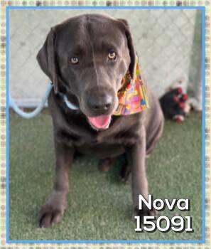 Rescue Labrador Retriever Dogs for Adoption in Marietta, Georgia - NOVA | PetCurious