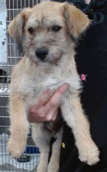 RICHIE -  Terrier and Poodle Dog for Adoption in Salinas, California - RICHIE | PetCurious