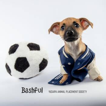 Bashful -  Chihuahua and Miniature Dachshund Dog for Adoption in Yucaipa, California - Bashful | PetCurious