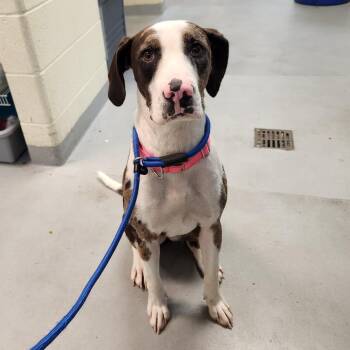 Retro -  Catahoula Leopard Dog Dog for Adoption in Charlottesville, Virginia - Retro | PetCurious