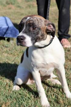 Spring -  Mixed Breed Dog for Adoption in Columbia, Tennessee - Spring | PetCurious