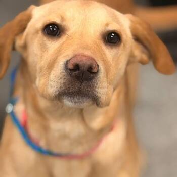 Labrador Retriever Dogs Available for Adoption - Cupcake | PetCurious