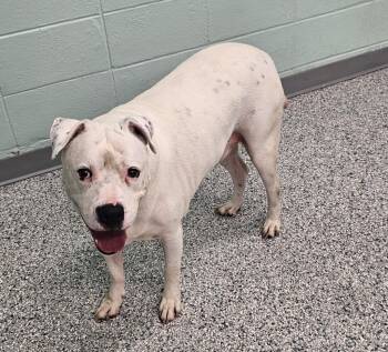 Kojo -  Terrier Dog for Adoption in Athens, Tennessee - Kojo | PetCurious