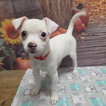 Cherry -  Chihuahua and Dachshund Dog for Adoption in Normal, Illinois - Cherry | PetCurious