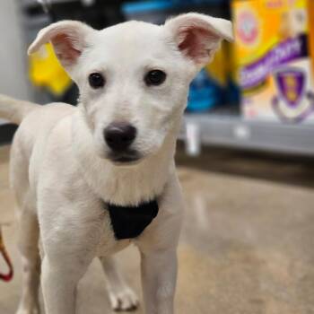 Rescue Labrador Retriever Dogs for Adoption in Farmington, Minnesota - Koala | PetCurious