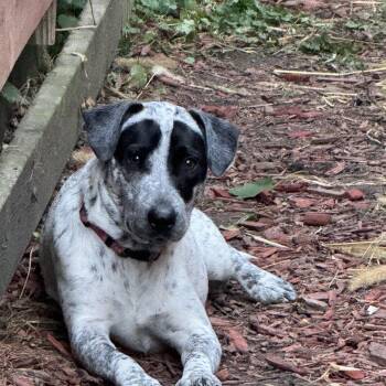 Rescue Mixed Breed Dogs for Adoption in Madison, Wisconsin - Dara | PetCurious