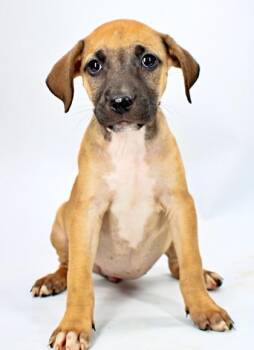 Flamenco -  Mastiff and Mixed Breed Dog for Adoption in Morton Grove, Illinois - Flamenco | PetCurious