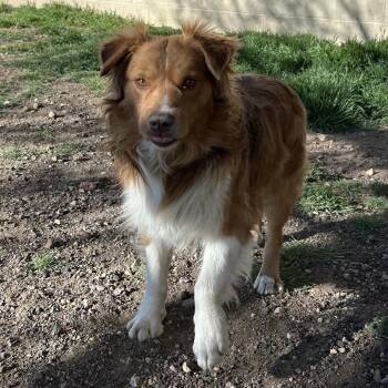 Australian Shepherd and Mixed Breed Dogs Available for Adoption in Flagstaff, Arizona - Thallium | PetCurious