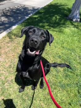 Hazel -  Labrador Retriever Dog for Adoption in San Diego, California - Hazel | PetCurious