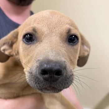 Lorenzo -  Labrador Retriever and Mixed Breed Dog for Adoption in Palestine, Texas - Lorenzo | PetCurious