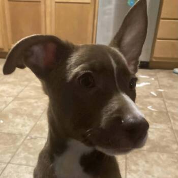 Dora -  Mixed Breed Dog for Adoption in Beulaville, North Carolina - Dora | PetCurious