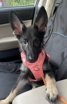 Indy -  German Shepherd Dog Dog for Adoption in New Orleans, Louisiana - Indy | PetCurious