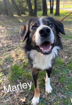 Rescue Australian Shepherd and Shepherd Dogs for Adoption in Princeton, Indiana - Marley | PetCurious