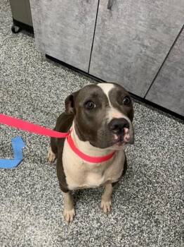 Ash -  Pit Bull Terrier and Mixed Breed Dog for Adoption in Mustang, Oklahoma - Ash | PetCurious