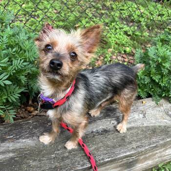 dexter -  Yorkshire Terrier Dog for Adoption in Huntington, New York - Dexter | PetCurious
