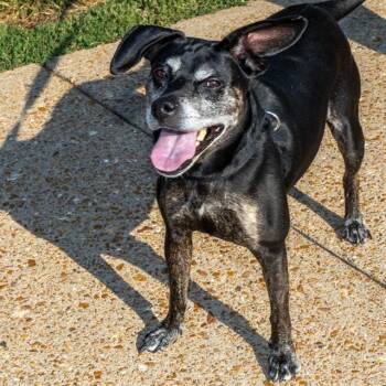 ATHENA -  Beagle and Pit Bull Terrier Dog for Adoption in St. Louis, Missouri - ATHENA | PetCurious
