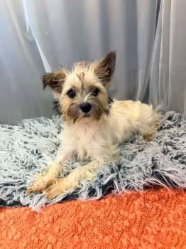 Yorkshire Terrier and Maltese Dogs Available for Adoption - Roxie | PetCurious
