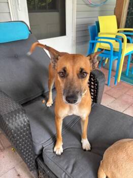 Sheba -  Mixed Breed Dog for Adoption in Hudson, New York - Sheba | PetCurious