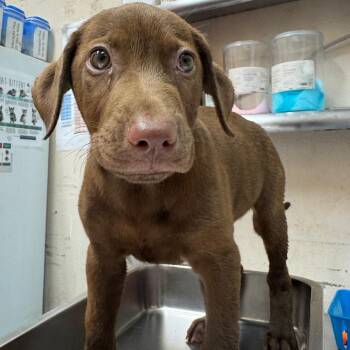 Vada -  Labrador Retriever Dog for Adoption in Birmingham, Alabama - Vada | PetCurious